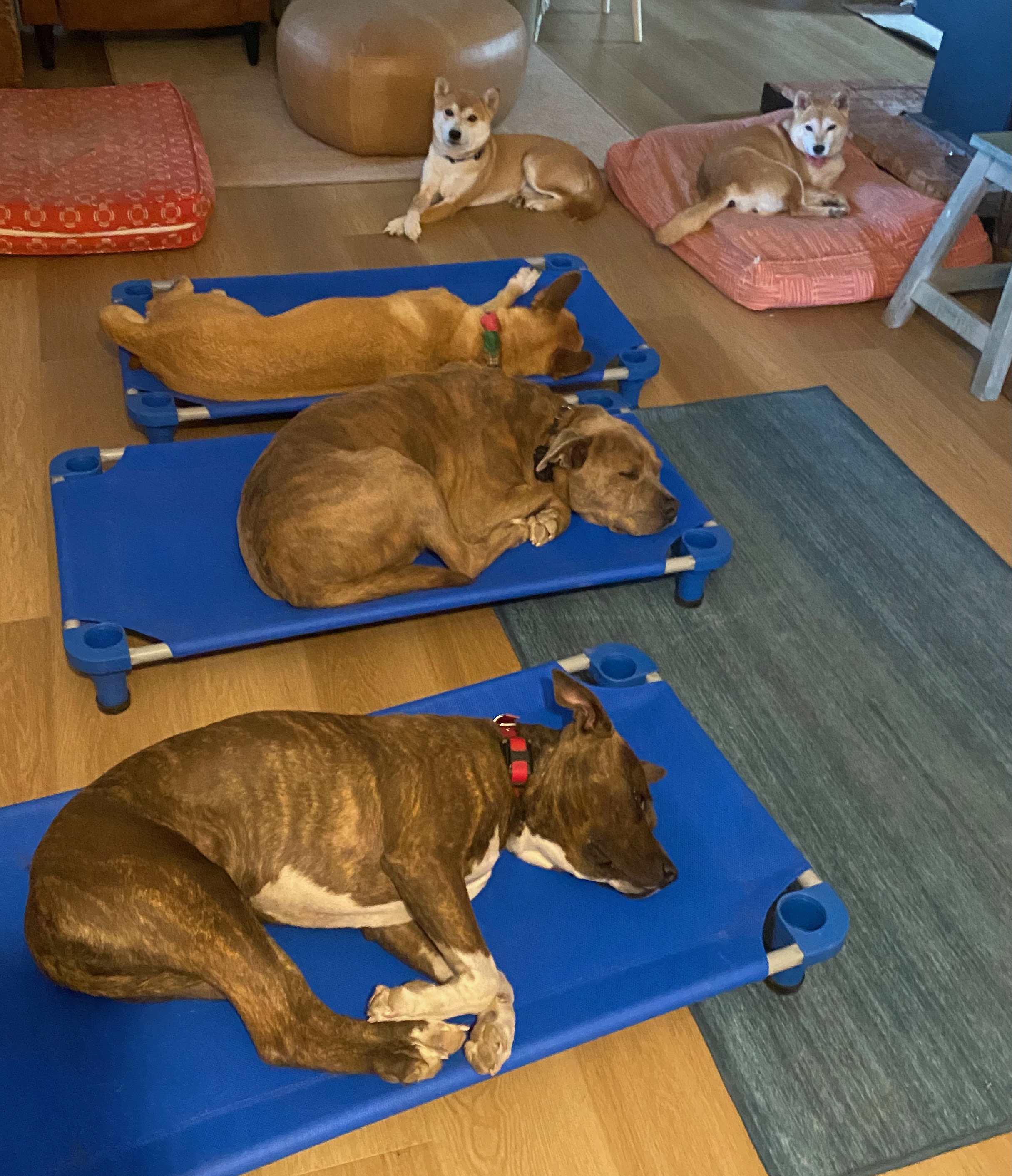 Mac and Sadie practicing Place with a group of boarding dogs
